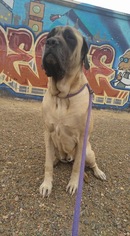 Medium Photo #1 Mastiff Puppy For Sale in Goodyear, AZ, USA