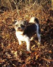 Shih-Poo Dogs for adoption in Social Circle, GA, USA