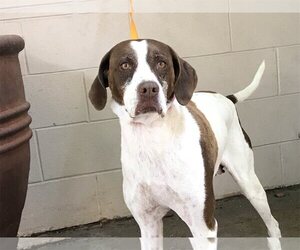 German Shorthaired Pointer Dogs for adoption in pomona, CA, USA