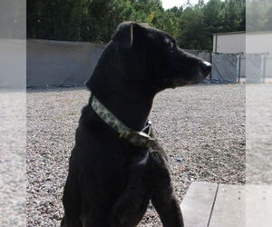 Labrador Retriever-Unknown Mix Dogs for adoption in garner, NC, USA