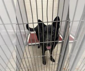 German Shepherd Dog Dogs for adoption in West Valley, UT, USA