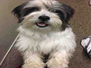 Shih Tzu Dogs for adoption in Canfield, OH, USA