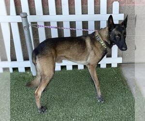 Mutt Dogs for adoption in Modesto, CA, USA