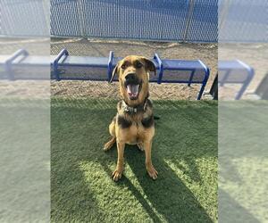 German Shepherd Dog-Unknown Mix Dogs for adoption in HESPERIA, CA, USA