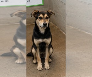 Siberian Husky-Unknown Mix Dogs for adoption in Westwood, NJ, USA