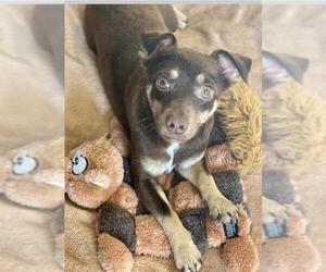 Doxie-Pin Dogs for adoption in Long Beach, CA, USA