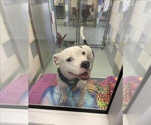 American Pit Bull Terrier-Unknown Mix Dogs for adoption in Plano, TX, USA