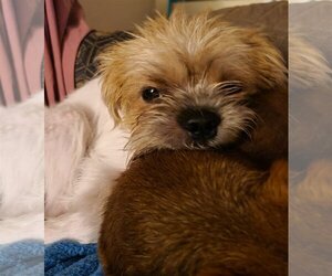 Brussels Griffon Dogs for adoption in Glendale , AZ, USA