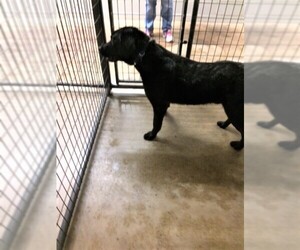 Shepradors Dogs for adoption in South Amana, IA, USA