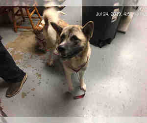 Akita Dogs for adoption in Ocala, FL, USA