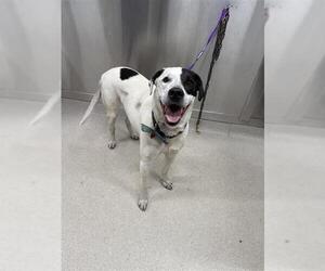 Mutt Dogs for adoption in Fairbanks, AK, USA