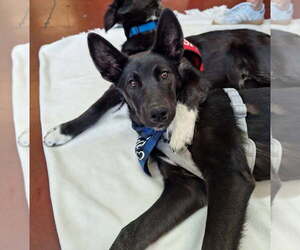 Shollie Dogs for adoption in Davis, CA, USA