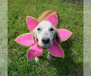 Golden Retriever Dogs for adoption in FORT WORTH, TX, USA