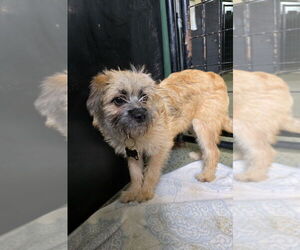 Pug-A-Poo Dogs for adoption in Osgood, IN, USA