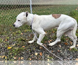 American Pit Bull Terrier-Huskies  Mix Dogs for adoption in Anchorage, AK, USA