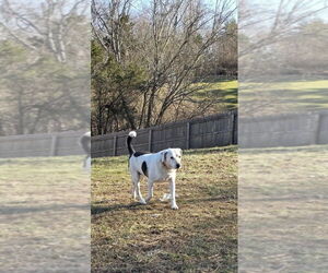 Treeing Walker Coonhound-Unknown Mix Dogs for adoption in Aurora, IN, USA