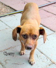 Dachshund-Unknown Mix Dogs for adoption in Lindsay, CA, USA