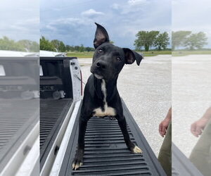 Mutt Dogs for adoption in Bolivar, MO, USA