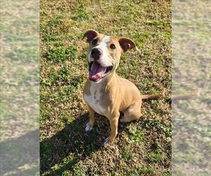 American Pit Bull Terrier-Unknown Mix Dogs for adoption in Grovetown, GA, USA