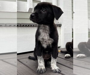 Border Collie-Unknown Mix Dogs for adoption in Hillsboro, MO, USA