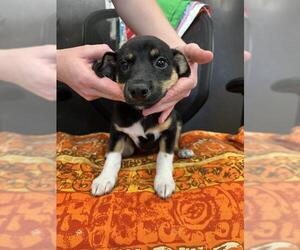 German Shepherd Dog-Unknown Mix Dogs for adoption in Stockton, CA, USA