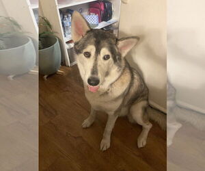 - Mix Dogs for adoption in Tustin, CA, USA