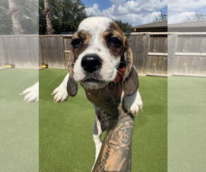 Dachshund-Unknown Mix Dogs for adoption in Brewster, NY, USA