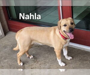 Labrador Retriever-Unknown Mix Dogs for adoption in Derwood, MD, USA