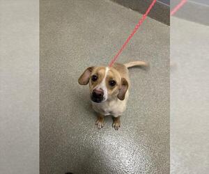 Dachshund-Unknown Mix Dogs for adoption in Las Vegas, NV, USA