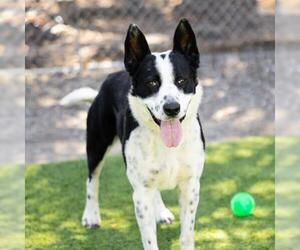 Border Collie-Unknown Mix Dogs for adoption in Camarillo, CA, USA