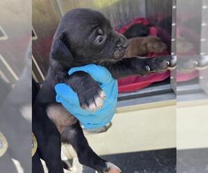 Labrador Retriever-Unknown Mix Dogs for adoption in San Antonio, TX, USA