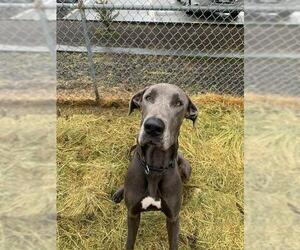 Great Dane Dogs for adoption in St Helens, OR, USA
