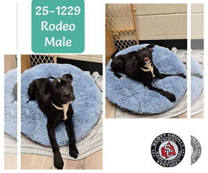 Boxer-Unknown Mix Dogs for adoption in Georgetown, KY, USA