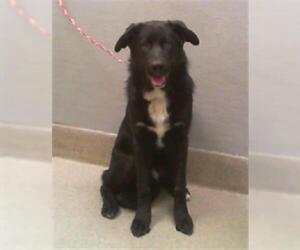 Labrador Retriever-Unknown Mix Dogs for adoption in Las Vegas, NV, USA