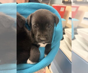 Mutt Dogs for adoption in Riverside, CA, USA
