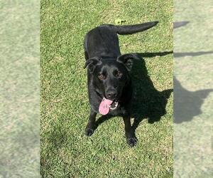Labrador Retriever-Unknown Mix Dogs for adoption in Riverside, CA, USA