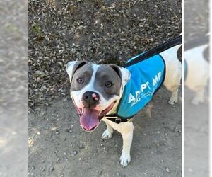 American Pit Bull Terrier Dogs for adoption in Santa Barbara, CA, USA