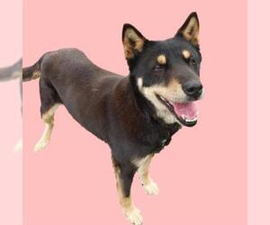 Mutt Dogs for adoption in Long Beach, CA, USA