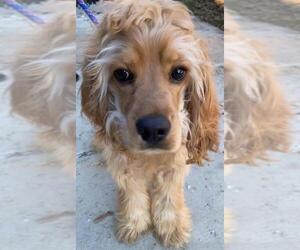 Cocker Spaniel Dogs for adoption in Westminster, MD, USA