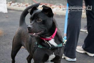 Buggs Dogs for adoption in Sayreville, NJ, NJ, USA