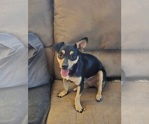 Chihuahua-Unknown Mix Dogs for adoption in New London, WI, USA