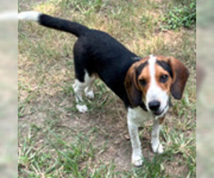 Bagle Hound Dogs for adoption in Deepwater, NJ, USA