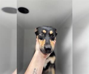 Australian Kelpie Dogs for adoption in Houston, TX, USA