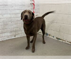 Labrador Retriever Dogs for adoption in San Bernardino, CA, USA