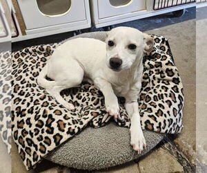 Chihuahua-Unknown Mix Dogs for adoption in El Centro, CA, USA