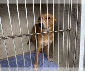 Mutt Dogs for adoption in Oklahoma City, OK, USA