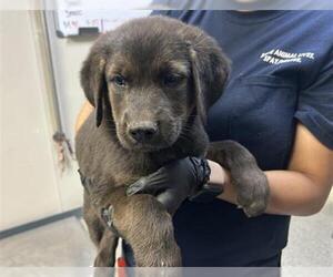 German Shepherd Dog-Unknown Mix Dogs for adoption in Visalia, CA, USA