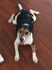 Beagle Dogs for adoption in Virginia Beach, VA, USA