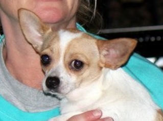 Medium Photo #1 Chihuahua Puppy For Sale in Yardley, PA, USA