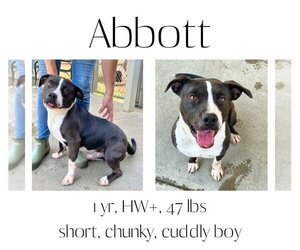 American Pit Bull Terrier Dogs for adoption in Albany, GA, USA